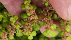 Pilea