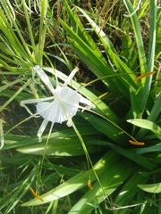 Hymenocallis acutifolia