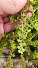 Pilea
