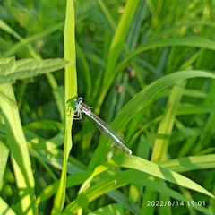 Platycnemis pennipes