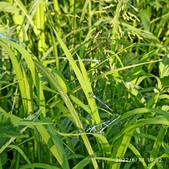 Platycnemis pennipes