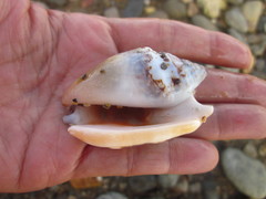 Euprotomus aurisdianae