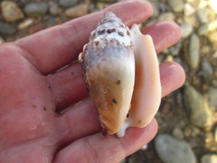 Euprotomus aurisdianae