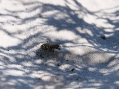 Cicindela hybrida