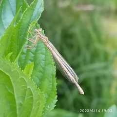 Platycnemis pennipes