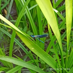 Calopteryx splendens