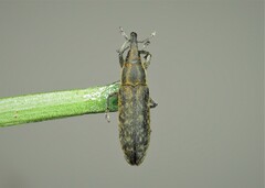 Lixus filiformis