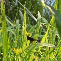 Calopteryx splendens