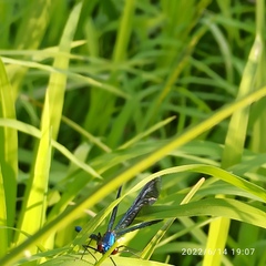 Calopteryx splendens
