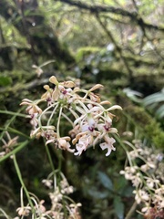 Epidendrum falsiloquum
