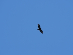 Buteo buteo