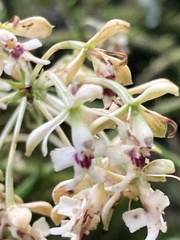 Epidendrum falsiloquum