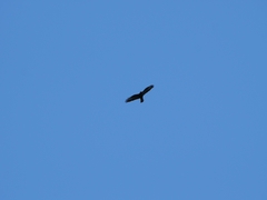Buteo buteo