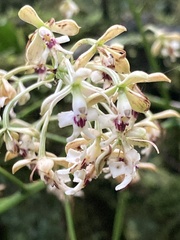 Epidendrum falsiloquum