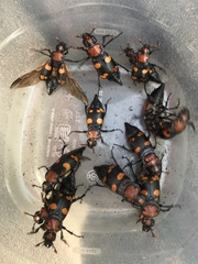 Nicrophorus americanus