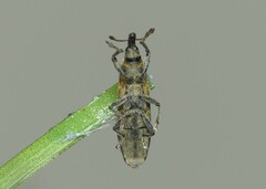 Lixus filiformis