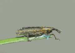 Lixus filiformis
