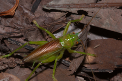 Eugryllacris cylindrigera