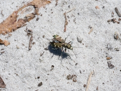 Cicindela hybrida