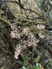 Epidendrum falsiloquum