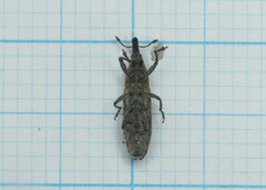 Lixus filiformis