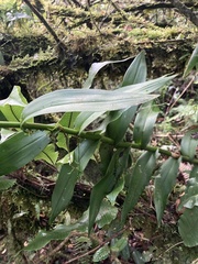 Epidendrum falsiloquum