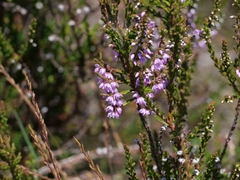 Calluna vulgaris