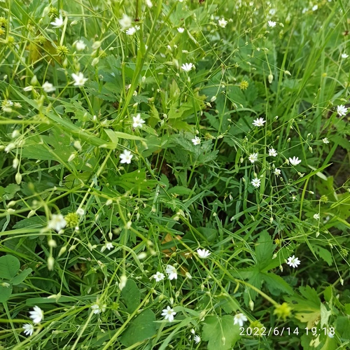 Meadow starwort (Stellaria palustris)
