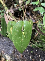 Pleurothallis microcardia