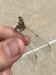 Neurocordulia molesta