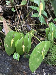 Pleurothallis microcardia