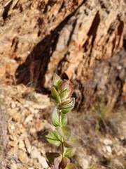 Barleria ovata