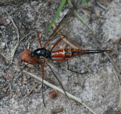 Tanyptera