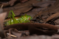 Eugryllacris cylindrigera