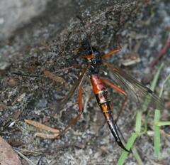 Tanyptera