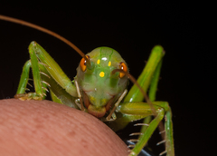 Eugryllacris cylindrigera