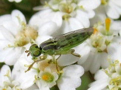 Meromyza pratorum