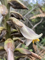 Puya nitida