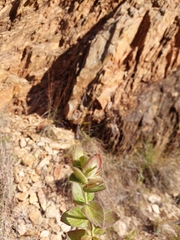 Barleria ovata