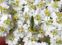Meromyza pratorum