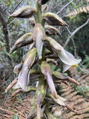 Puya nitida