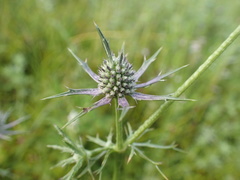 Eryngium hookeri