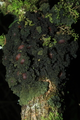 Leptogium phyllocarpum