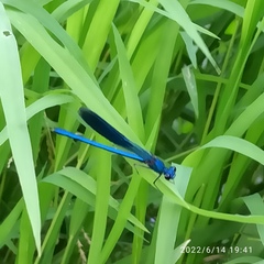 Calopteryx splendens