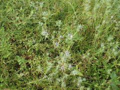 Eryngium hookeri