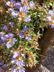 Blepharis subvolubilis