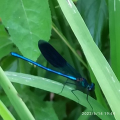 Calopteryx splendens