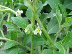 Solanum physalifolium nitidibaccatum