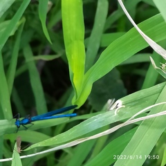 Calopteryx splendens
