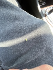 Polydrusus impressifrons